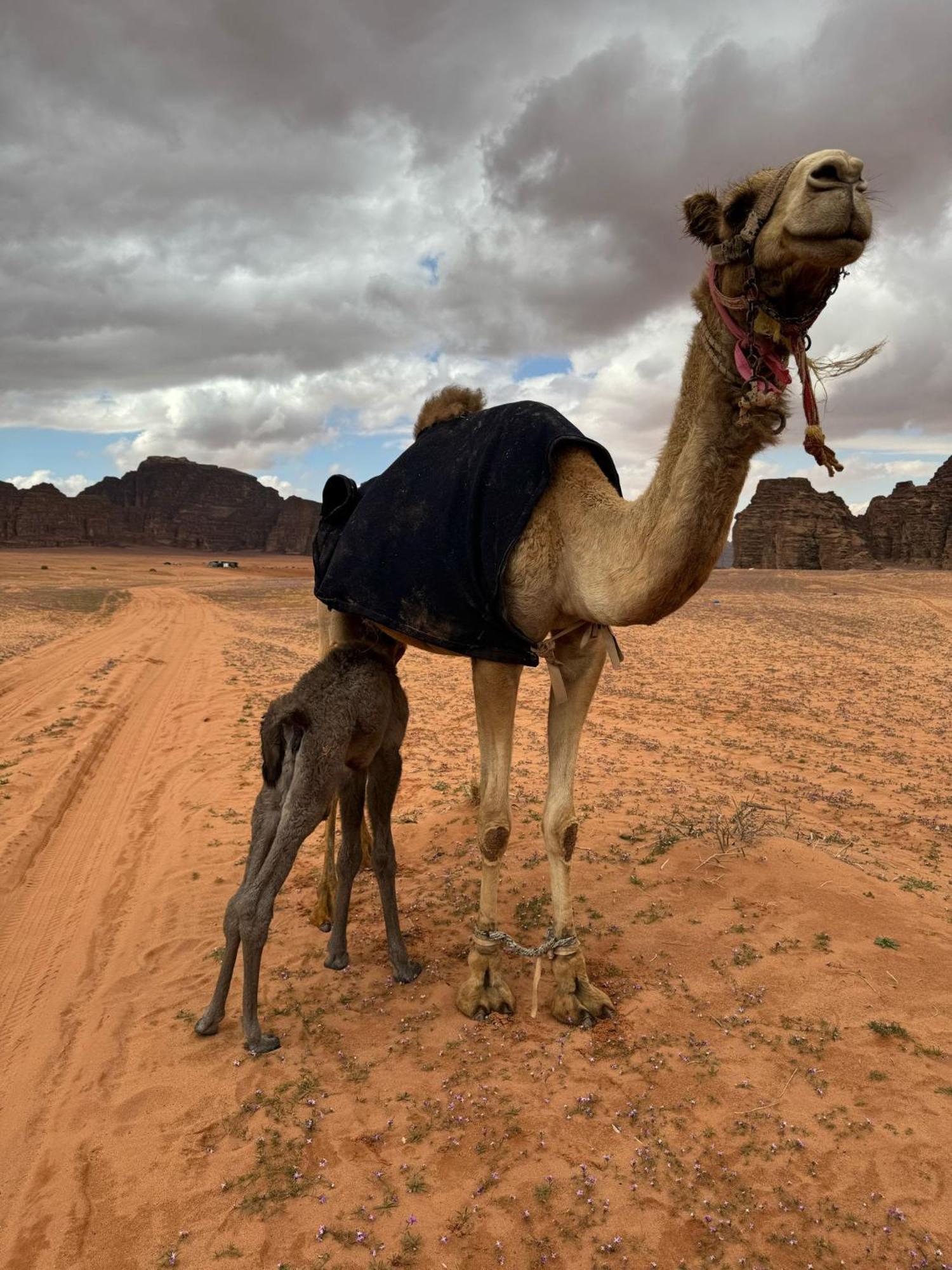 Sunrise Luxury Camp Hotel Wadi Rum Ngoại thất bức ảnh